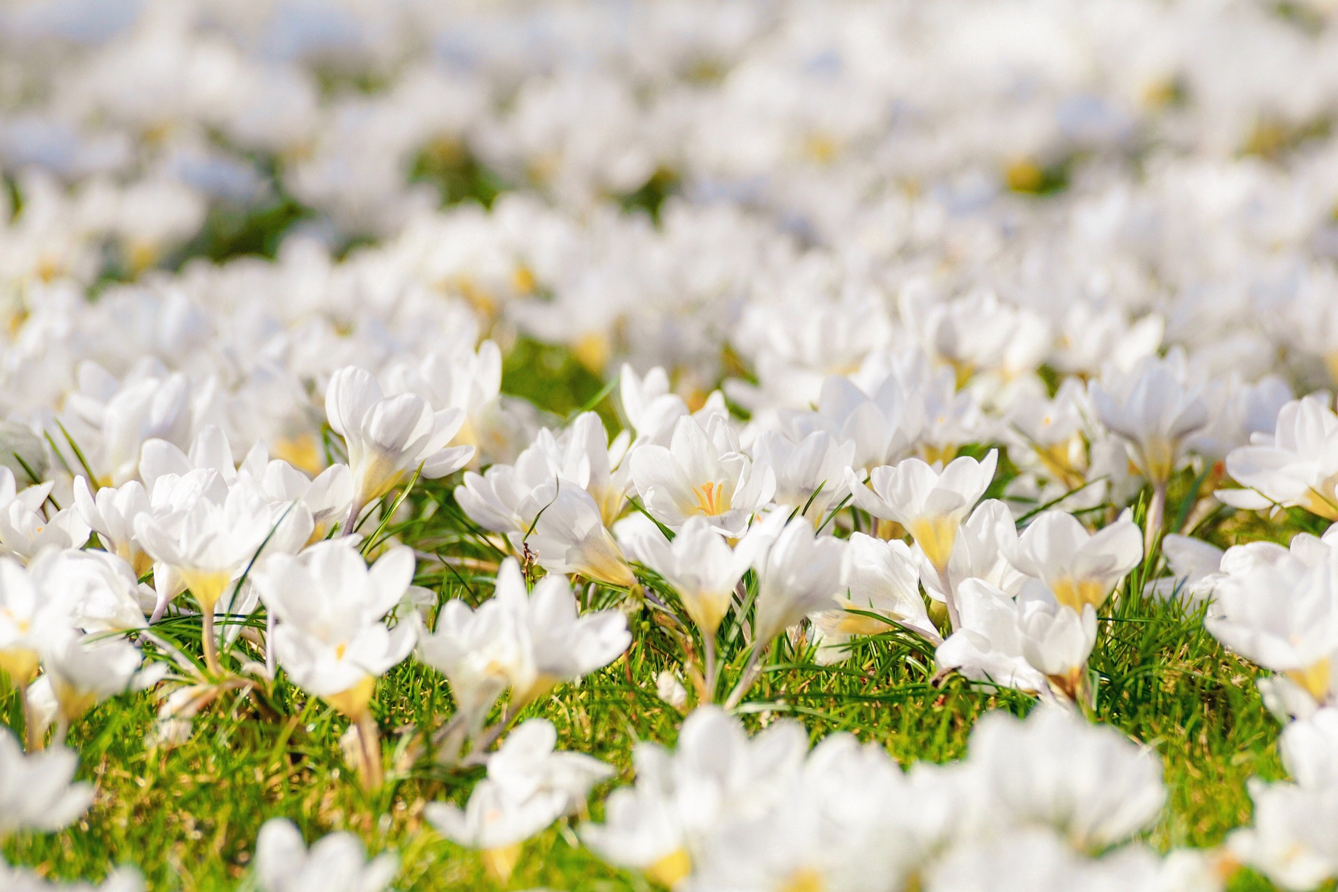 crocus 4077848 1920